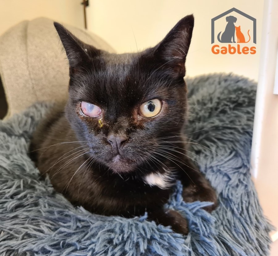 Cloudy the cat needs your help ivybridge today